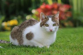 cat looking at the camera