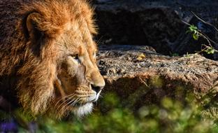 Lion Predator Dangerous