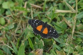 Butterfly Insect