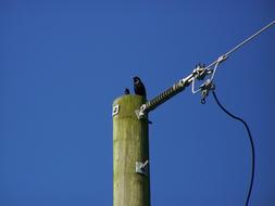 Bird Wire Pole