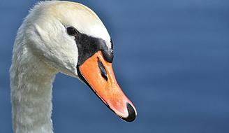 Swan Elegant Noble