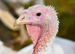 Turkeys Birds Poultry