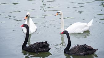 Animal Swan Goose