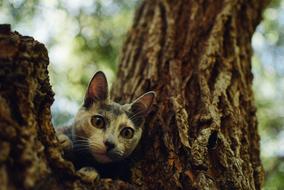 Cat Pet on tree