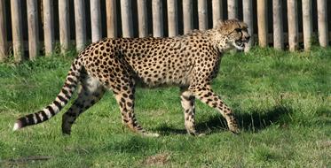 Cheetah Walking Big Cat