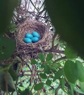 Nest Eggs Robin