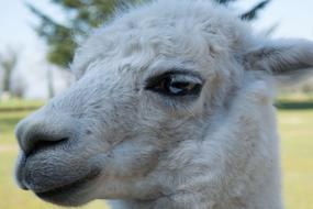 Lama Alpaca Animal