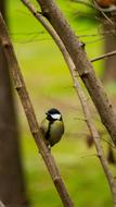 Bird macro blur fauna