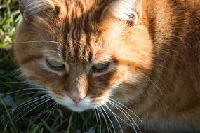 Cat Mammal Animal