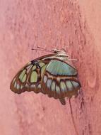 green butterfly on an orange wall