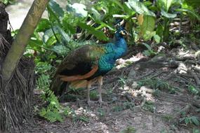 Peacock Bird Wildlife