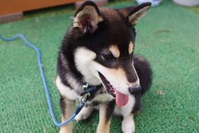 cute dog on a leash