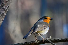 Robin Bird Nature