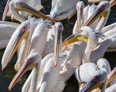 Pelican Bird Group