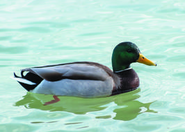 Teal Mallard Duck Wild Ducks