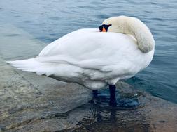 Swan Water Bird Animal World