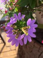 purple flowers are beautiful
