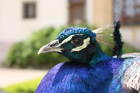 Peacock Plumage Blue