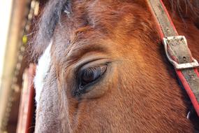 Horse Eye Animal Close