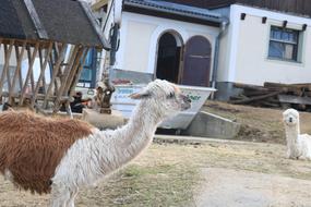 Alpaca Animal Pet