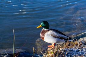 duck sitting by the lake