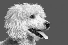 Dog Poodle The