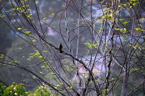 Bird Tree Branch