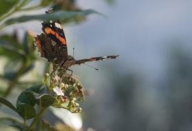 Butterfly Insect Garden