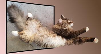 Cat Animal Fur