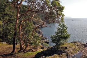 Cliff Ocean Trees
