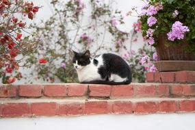 Cat Animals Pet