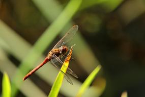 Darter Sympetrum Dragonfly Insect
