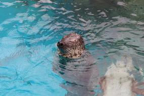 wild Seal in Water