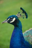 Peacock Bird