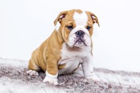 Puppy Cute Animal