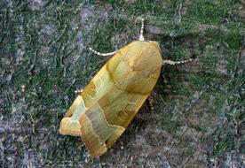 green insect with large wings