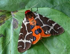 closeup photo of Moth Garden-Tiger Wings