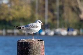 Seagull Bird Wasserfogel