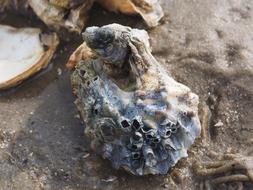 Pacific Oyster Shell