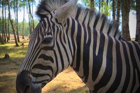 Zebra Animal Africa