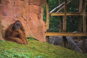 Monkey Animal Africa