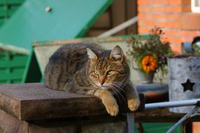 Cat Female Late Summer