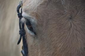 Horse Eye Animal