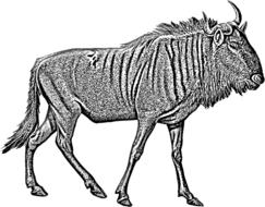antelope buck wildebeest horns