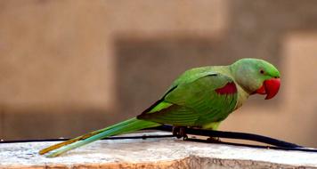 Parrot Bird Green Red