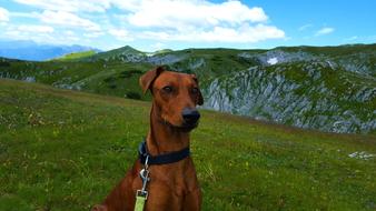 brown dog on green mountain