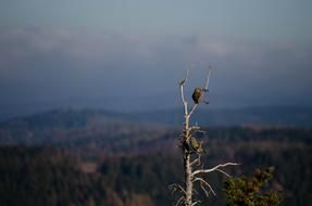 Bird Resin Forest
