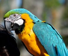 Macaw Parrot Bird