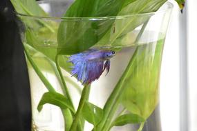 Beta Fish Betta