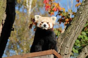 Red Panda Bear